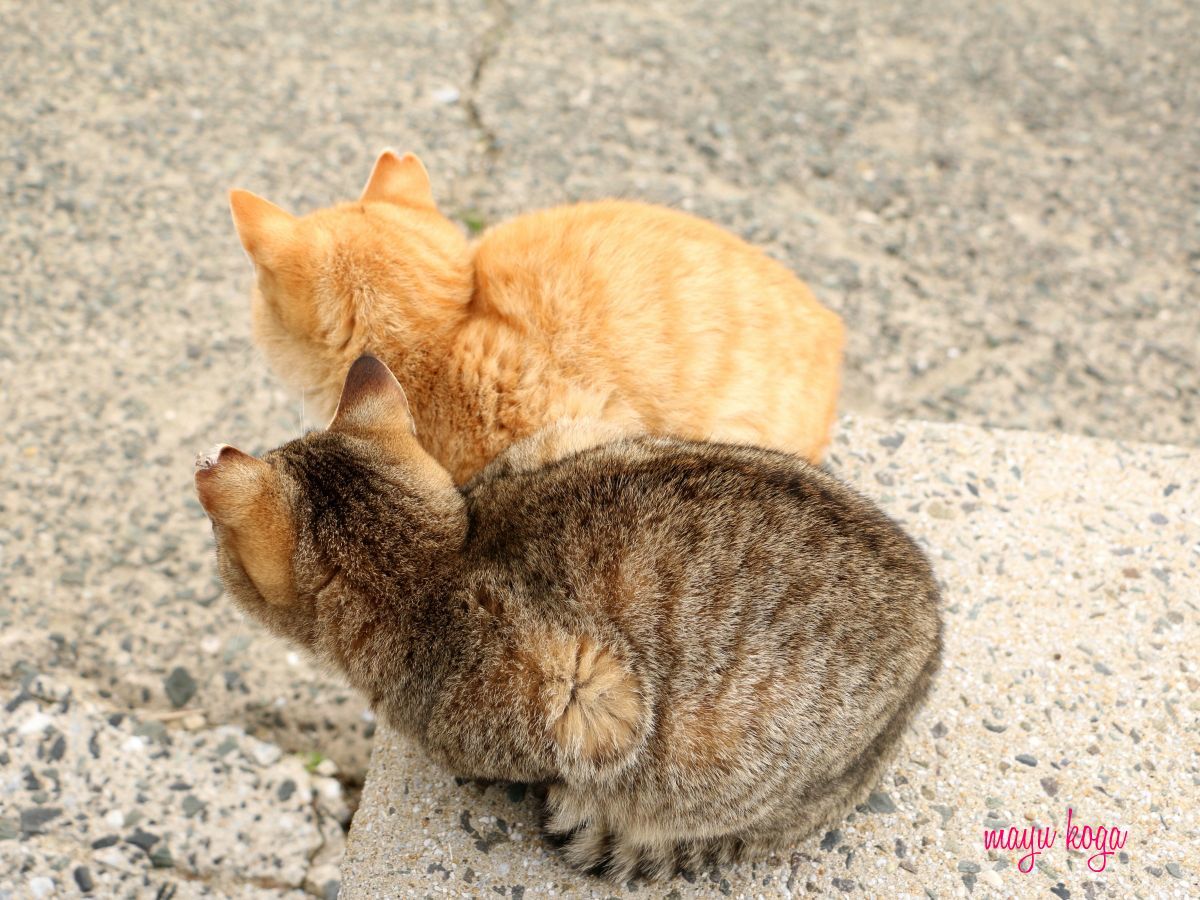 小さな小さな島へねこ旅に行って来ました_e0255060_23044975.jpg