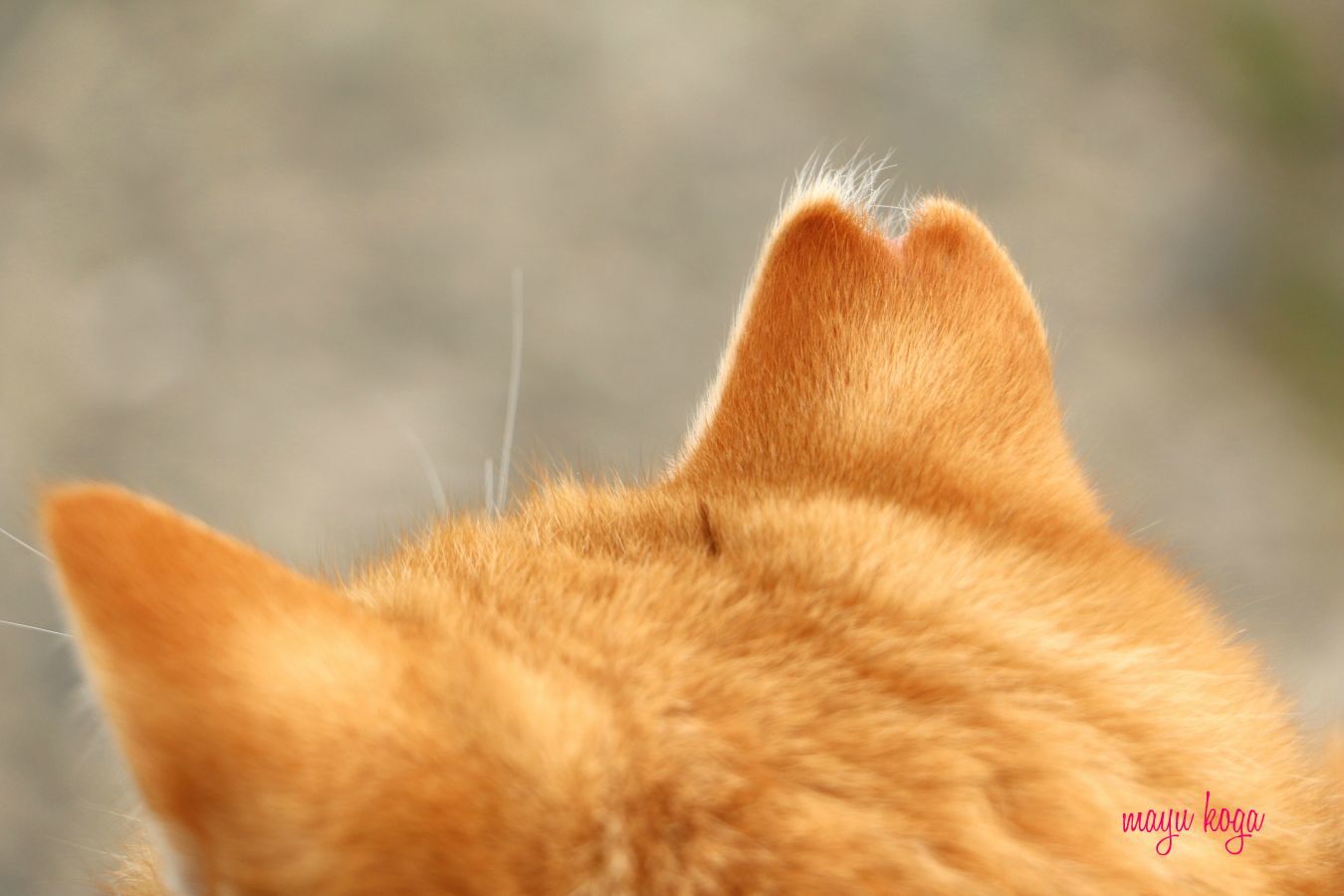小さな小さな島へねこ旅に行って来ました_e0255060_23053301.jpg