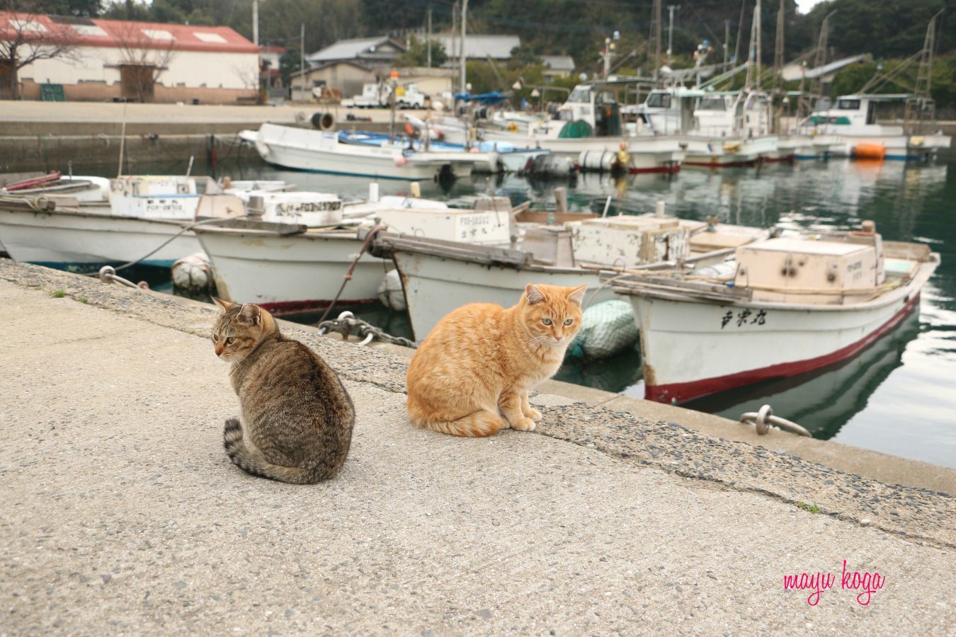 小さな小さな島へねこ旅に行って来ました_e0255060_23135375.jpg