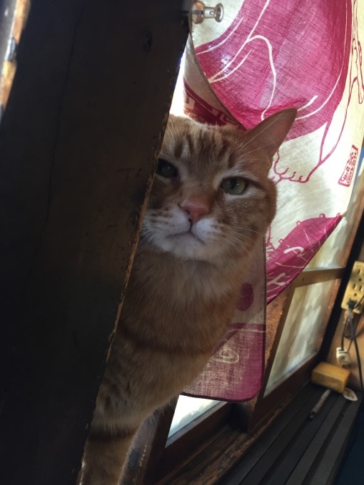 蕎麦屋の看板猫、ピンクちゃんに会えました（＾ω＾）_a0246661_22115530.jpg