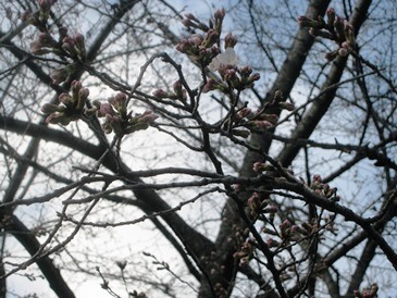 立川の桜はチラ・・・ですが・・40代女性も見学に!!_f0291565_17251177.jpg