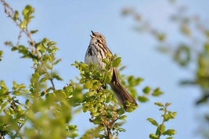 At Corte Madera Creek _a0126969_33566.jpg