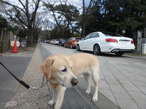 父さん勝手に「青山地区の開花宣言」_f0052277_328959.jpg