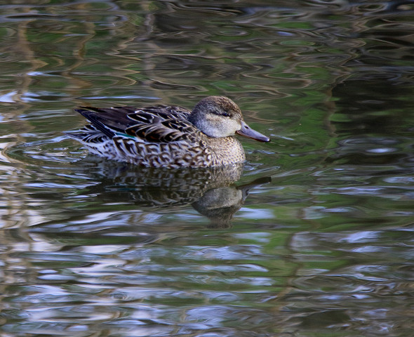 冬鳥コガモ_b0227680_1931771.jpg