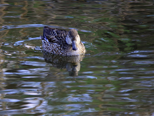 冬鳥コガモ_b0227680_193853.jpg