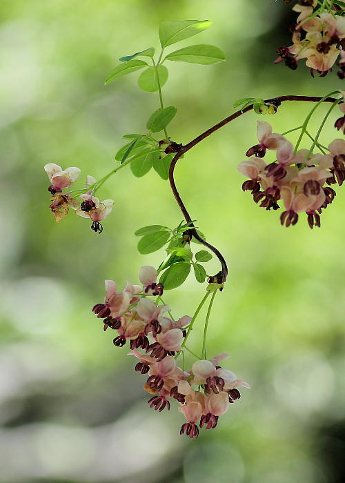 アセビとアケビ 花々の記憶