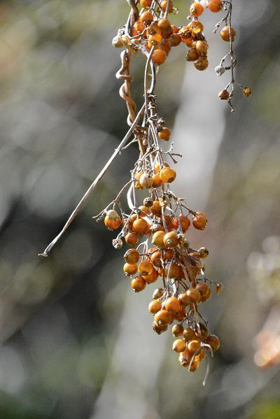 春の野草_c0204385_10180625.jpg