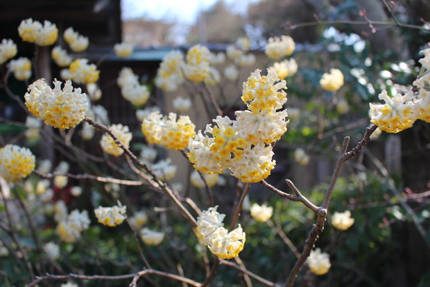 3月21日　大宮盆栽村へ_e0094102_7542044.jpg