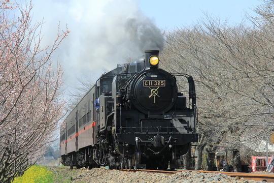 真岡鉄道　桃と菜の花_b0207413_19225787.jpg