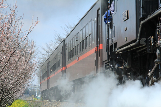 真岡鉄道　桃と菜の花_b0207413_19285737.jpg