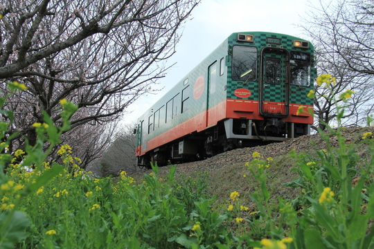 真岡鉄道 桃と菜の花_b0207413_19322292.jpg