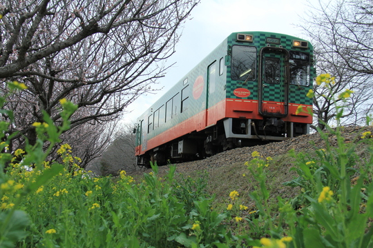 真岡鉄道　桃と菜の花_b0207413_19322292.jpg