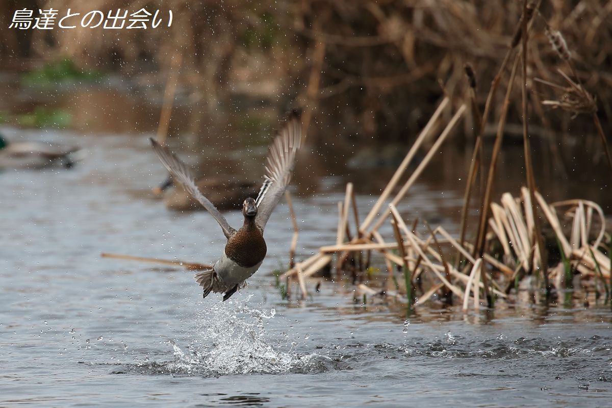 渡りの風景・・・シマアジ_e0139623_21546.jpg