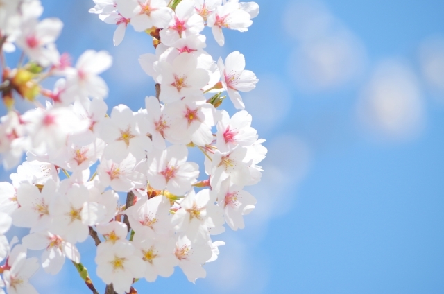春本番！お花見シーズンはお気に入りの「桜ショット」＆「お花見弁当」を楽しもう！_f0357923_14395506.jpg