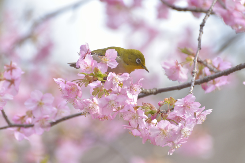 春本番！お花見シーズンはお気に入りの「桜ショット」＆「お花見弁当」を楽しもう！_f0357923_15170822.jpg