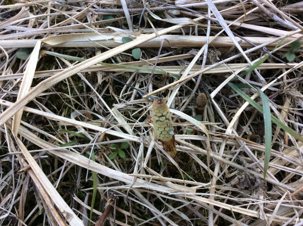 d0349130_21342380.jpeg