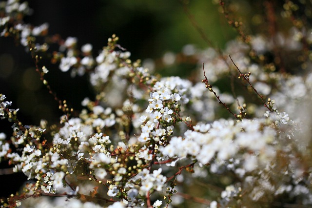 a0242438_19433976.jpg