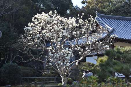 秋篠寺のモクレン花盛り_a0100742_11245398.jpg