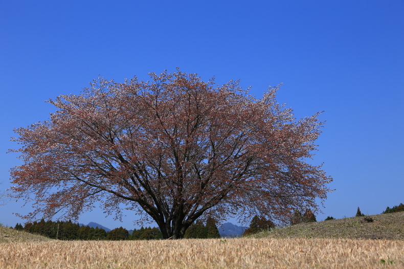 一本桜の丘_c0347546_13333669.jpg