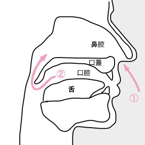 study:　たばこを味わうメカニズム_a0150949_1542141.jpg