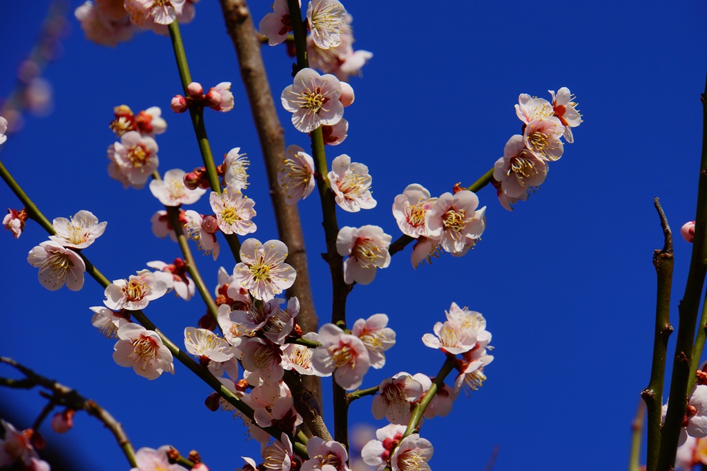 Japanese apricot（長野県松本市　梅の花）_e0223456_15133399.jpg