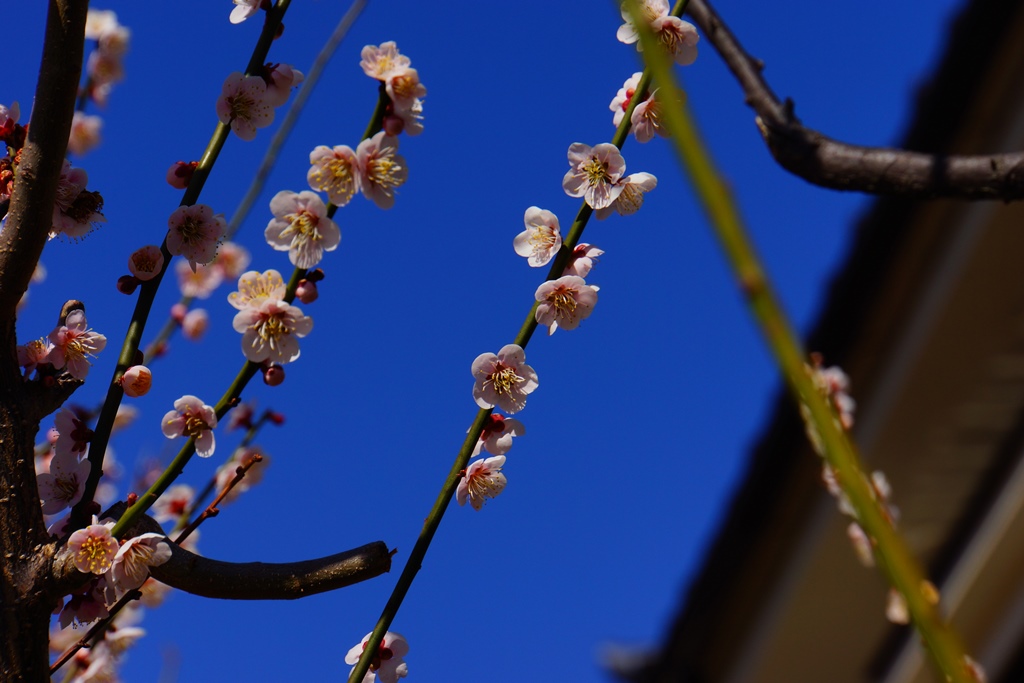 Japanese apricot（長野県松本市　梅の花）_e0223456_1515344.jpg