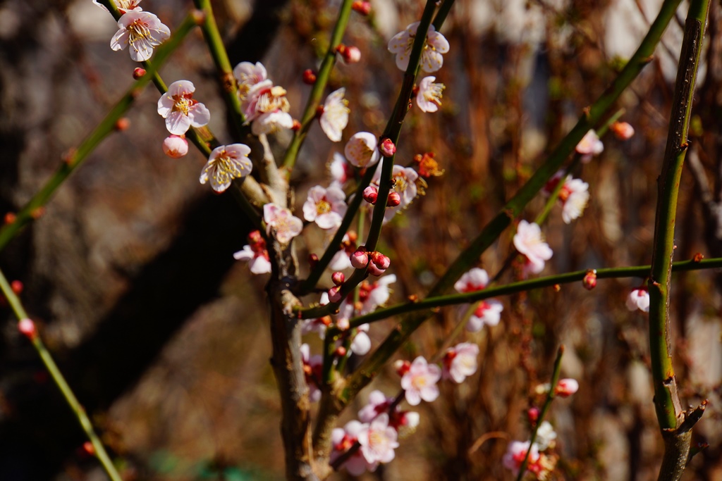 Japanese apricot（長野県松本市　梅の花）_e0223456_15162764.jpg