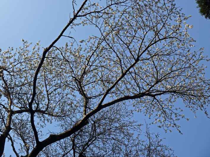 六国見山夫婦桜六分咲き、見ごろは今週末か3・21_c0014967_14163473.jpg