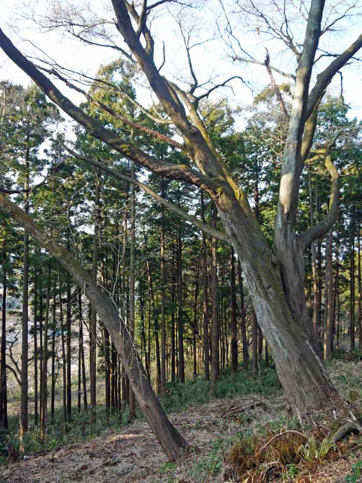 六国見山夫婦桜六分咲き、見ごろは今週末か3・21_c0014967_14165822.jpg