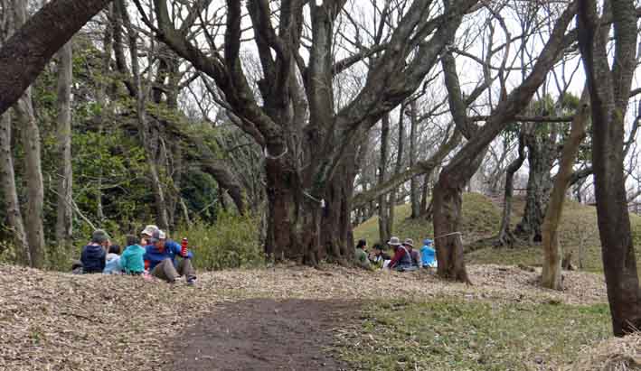 六国見山夫婦桜六分咲き、見ごろは今週末か3・21_c0014967_14171562.jpg