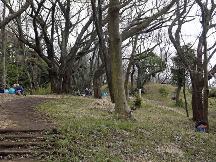 六国見山夫婦桜六分咲き、見ごろは今週末か3・21_c0014967_1418597.jpg