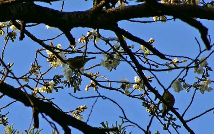 六国見山夫婦桜六分咲き、見ごろは今週末か3・21_c0014967_14205877.jpg