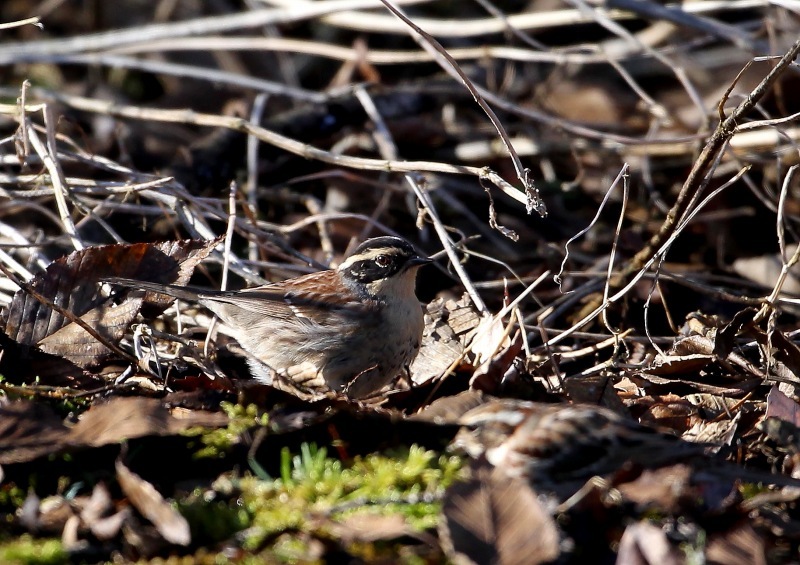 稀な渡り鳥.. ヤマヒバリ_e0330871_17365478.jpg