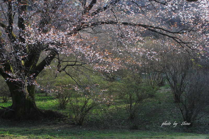 山桜 - きまぐれデジタルフォト  　