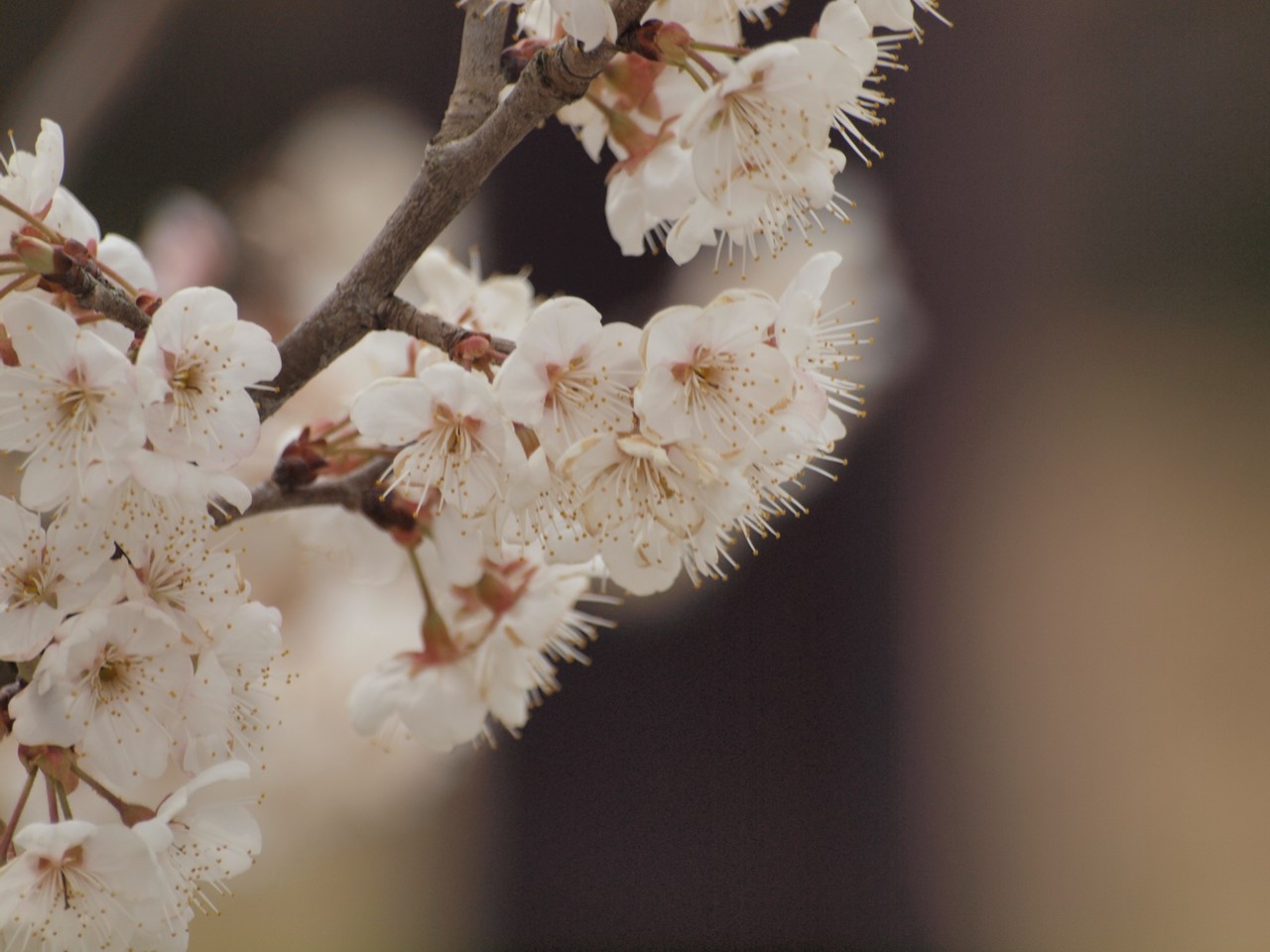 紅葉李 ベニバスモモ と西洋実桜 セイヨウミザクラ と杏 アンズ の花達 自然風の自然風だより