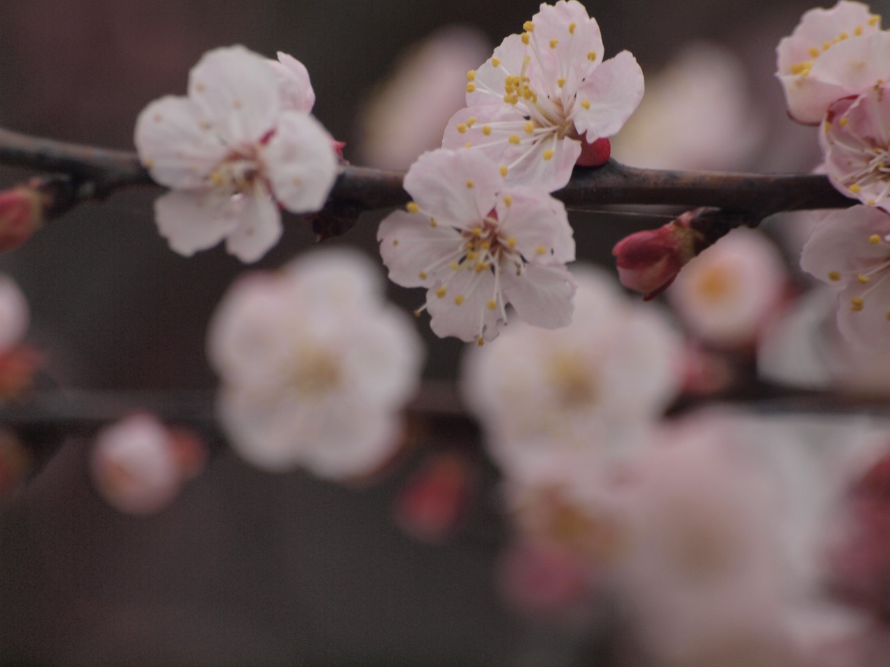 紅葉李 ベニバスモモ と西洋実桜 セイヨウミザクラ と杏 アンズ の花達 自然風の自然風だより