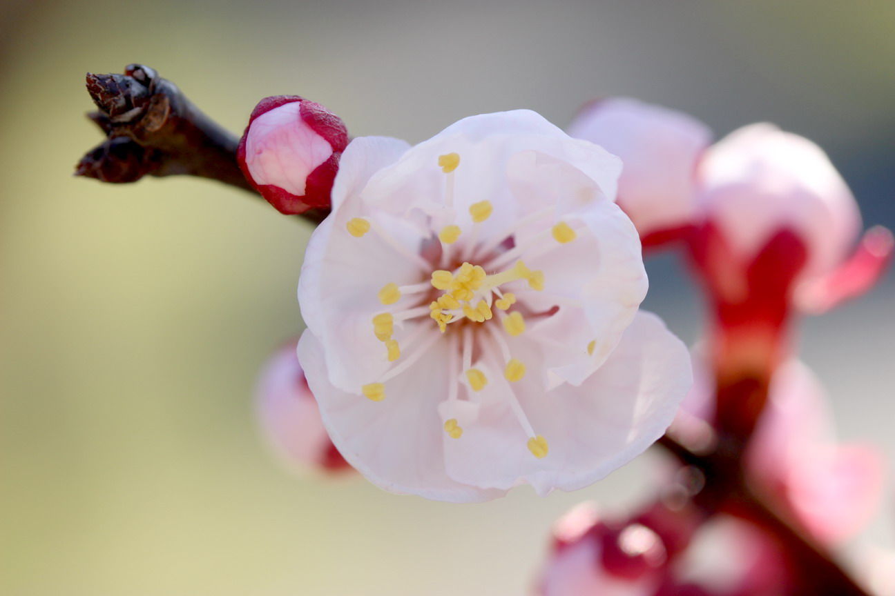 杏の花、、_b0093678_17564068.jpg