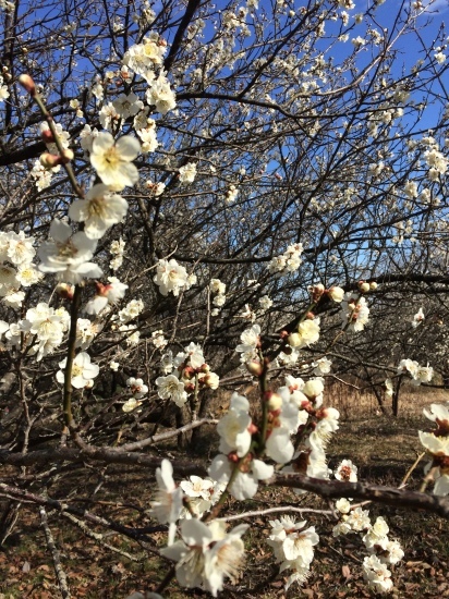 気の早い桜（？）、いまが見頃の梅。_f0056278_23370796.jpg