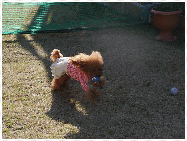 b0175688_11584296.gif