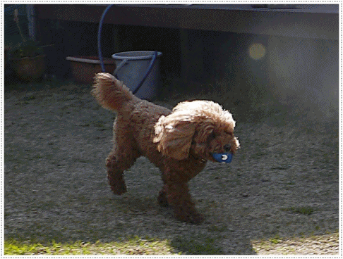 b0175688_11585068.gif