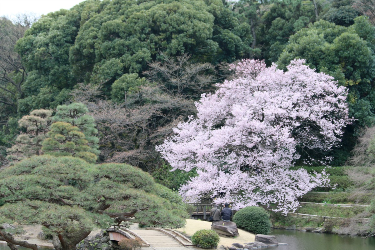 新宿御苑の桜①_a0127090_2040534.jpg