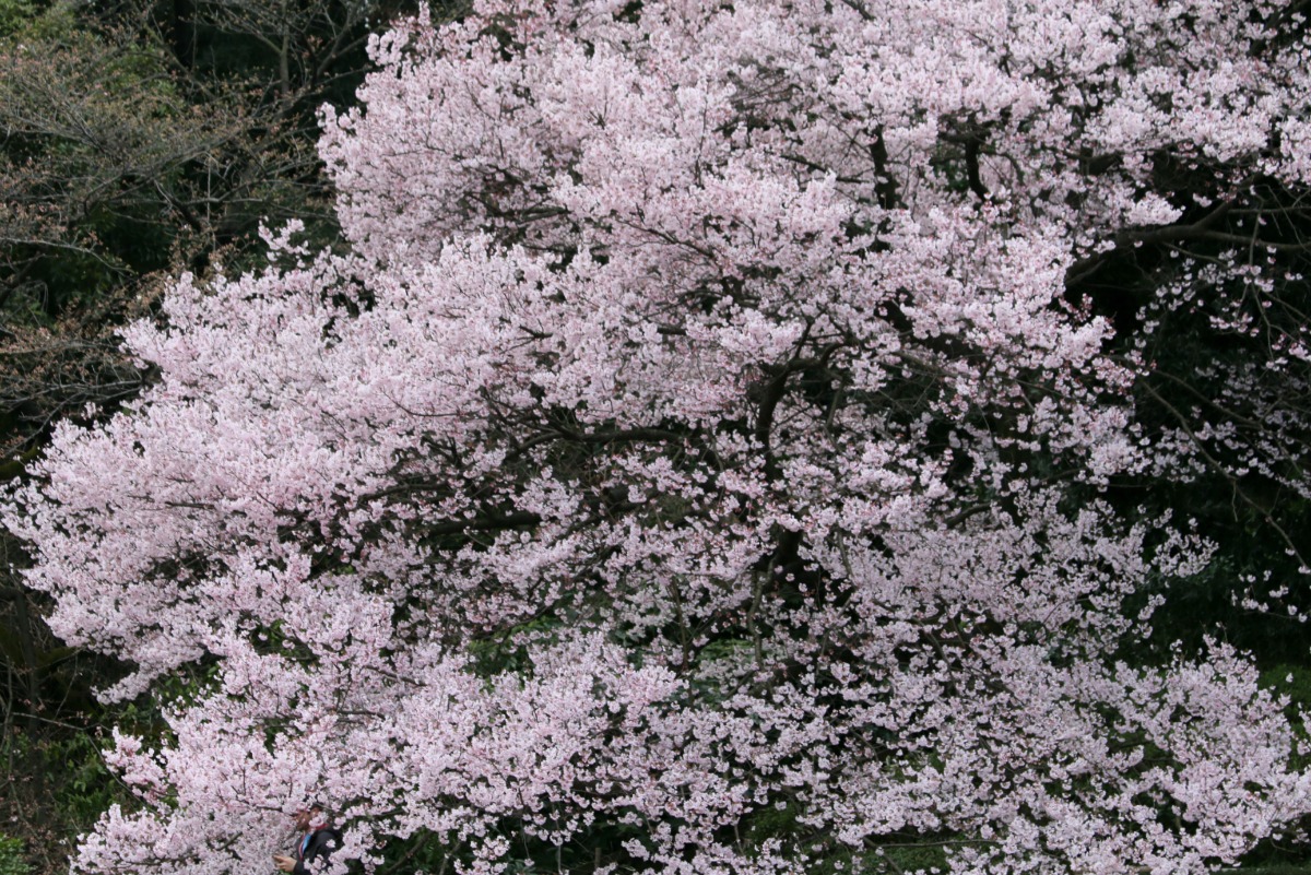 a0127090_20422353.jpg