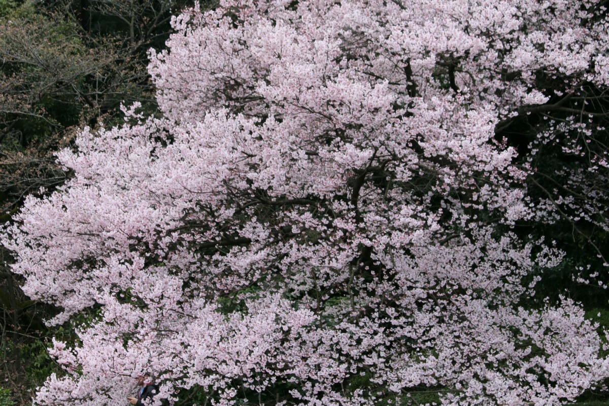 新宿御苑の桜①_a0127090_20422353.jpg