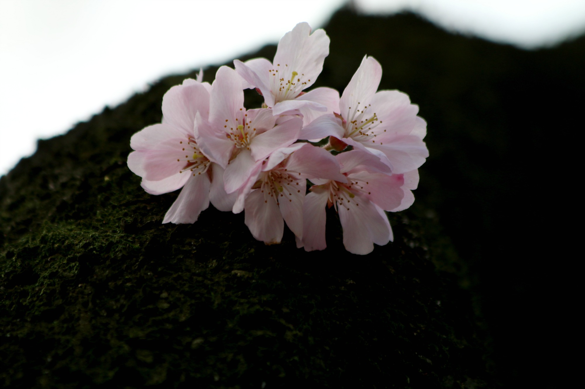 新宿御苑の桜①_a0127090_20433369.jpg