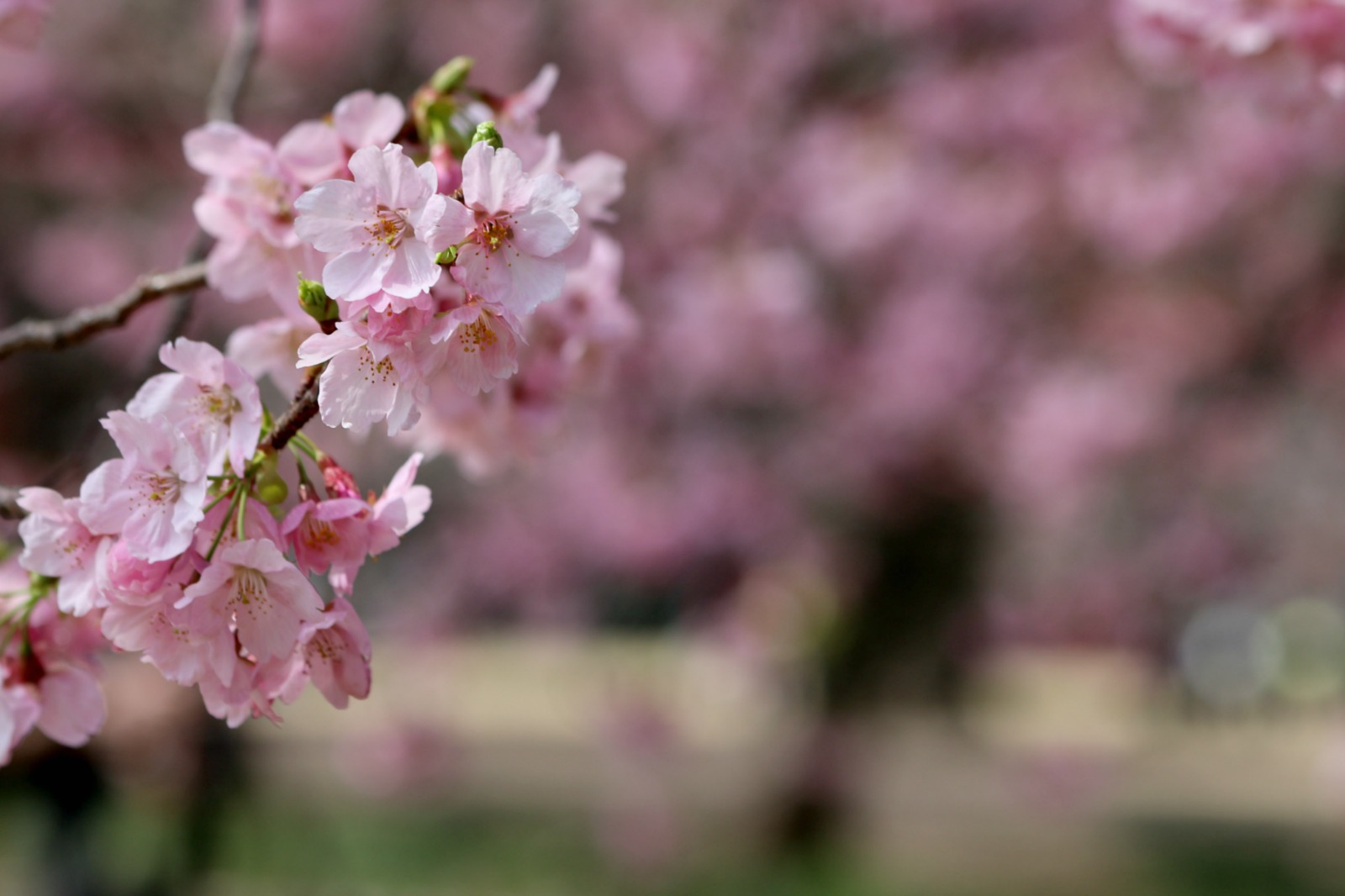 新宿御苑の桜①_a0127090_20444027.jpg