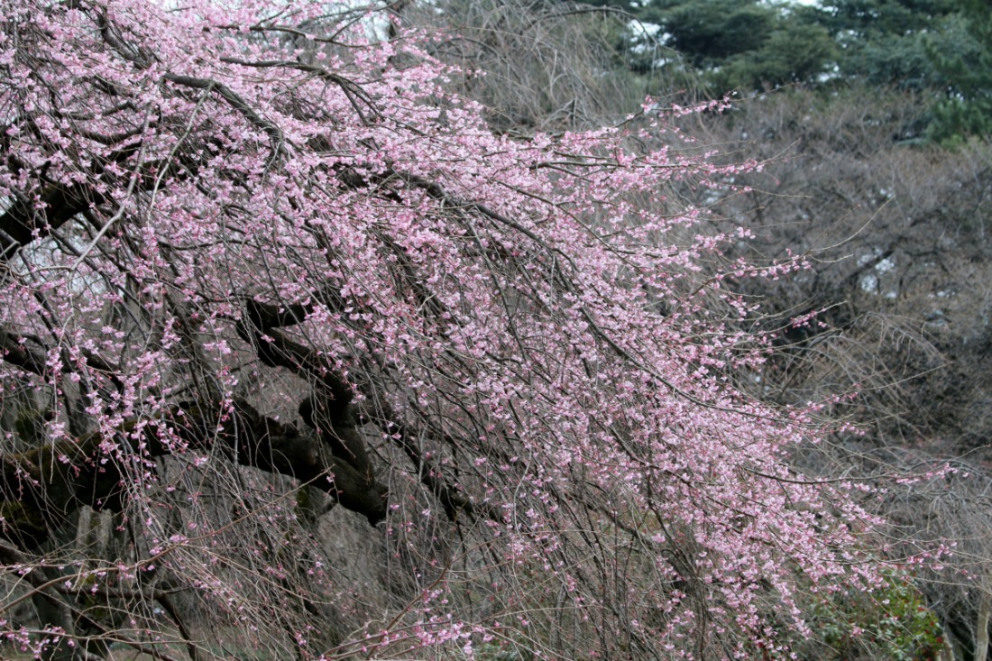 新宿御苑の桜①_a0127090_2044583.jpg