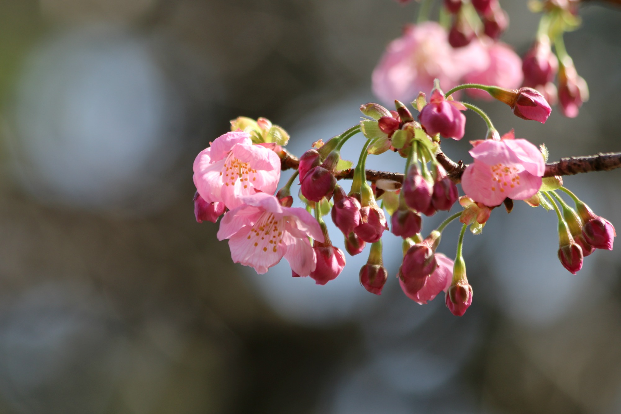 新宿御苑の桜①_a0127090_20454138.jpg