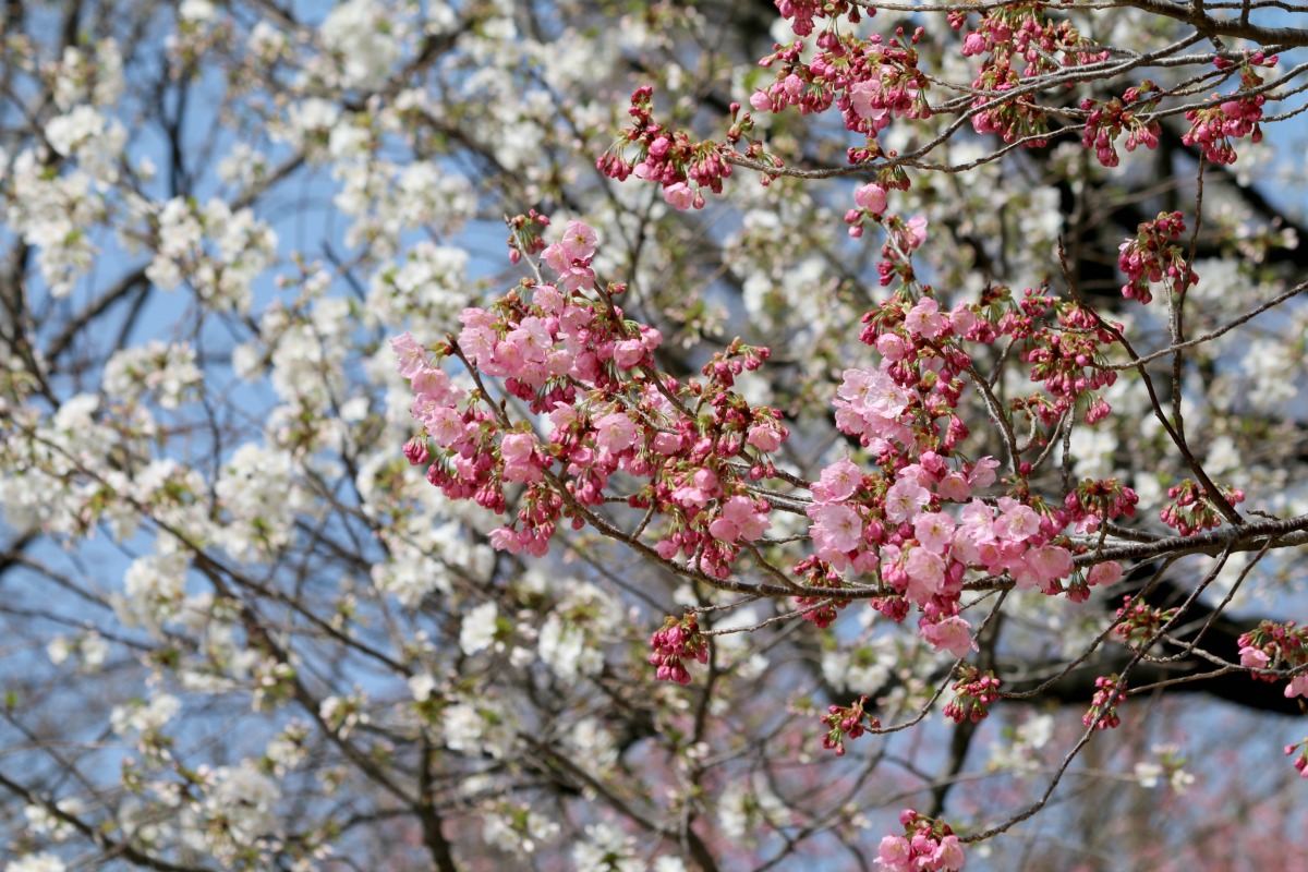 新宿御苑の桜①_a0127090_20462069.jpg