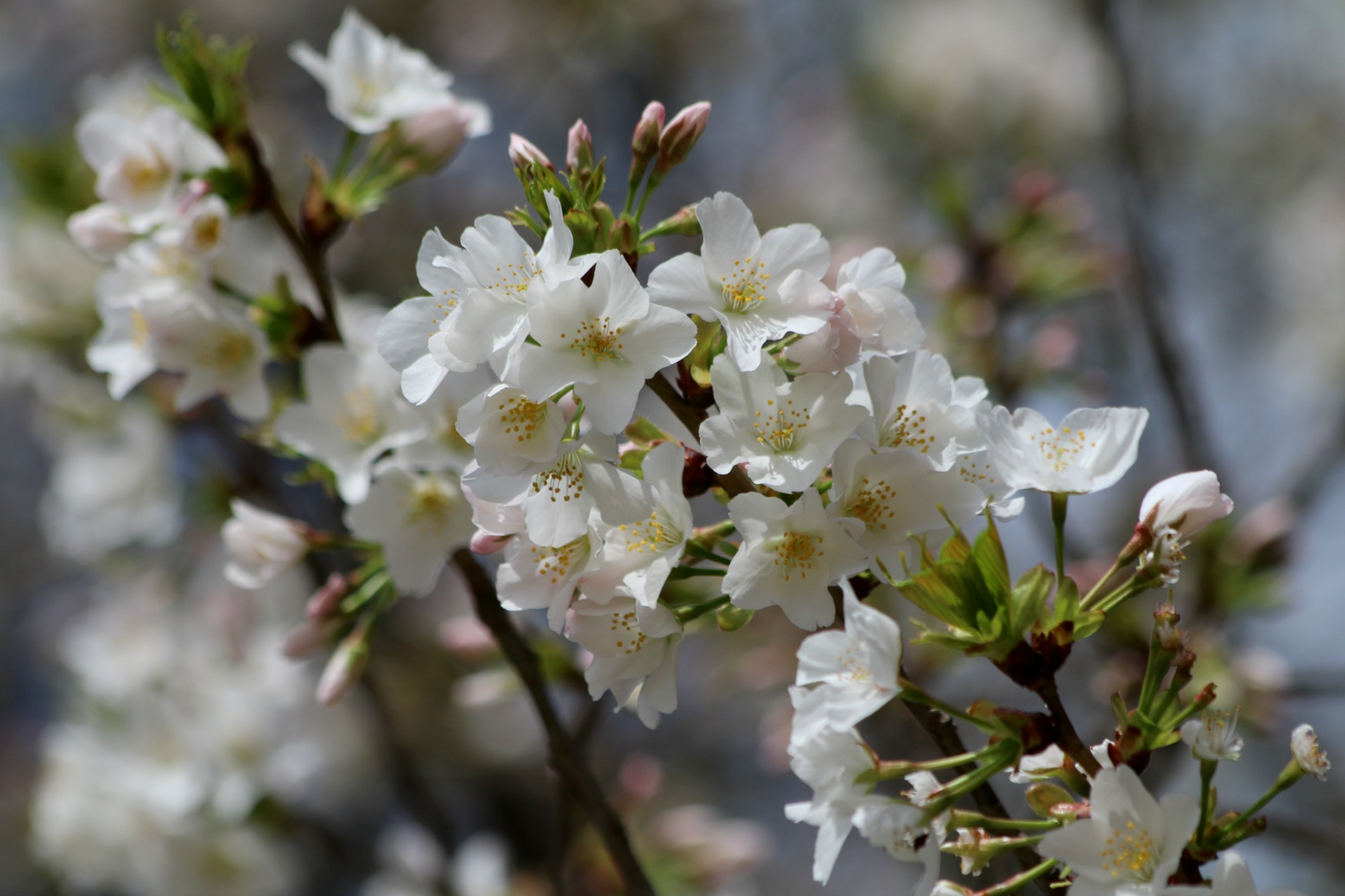 新宿御苑の桜①_a0127090_20463343.jpg