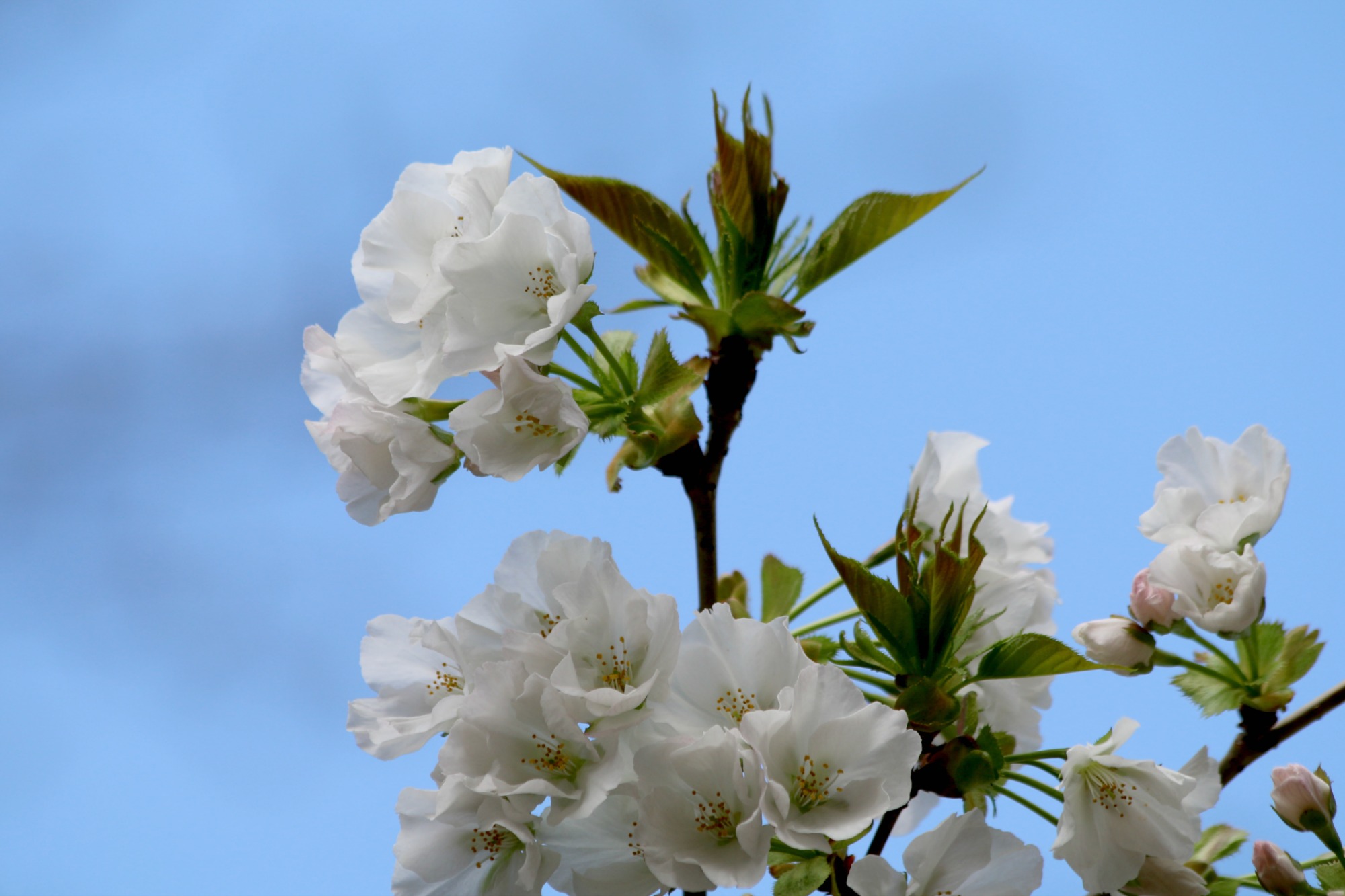 新宿御苑の桜①_a0127090_20463750.jpg